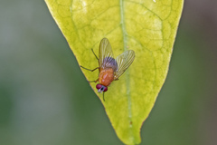 Dichaetomyia johannis