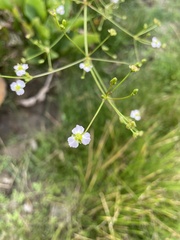 Alisma plantago-aquatica
