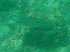 Lutjanus fulviflamma