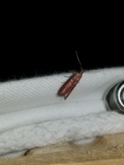 Varneria postremella