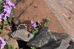 Thymus reverdattoanus