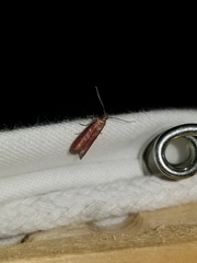 Varneria postremella