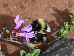 Bombus lapponicus