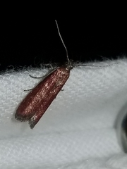 Varneria postremella