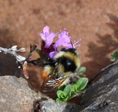 Bombus lapponicus