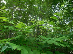 Aralia cordata