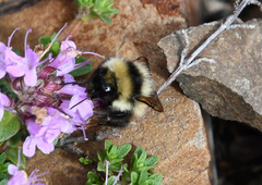 Bombus lapponicus
