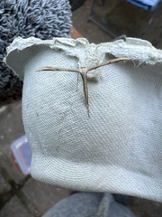 Gillmeria pallidactyla