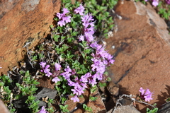 Thymus reverdattoanus