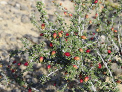 Condalia ericoides