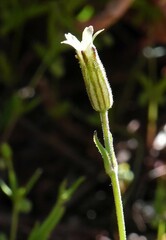 Silene invisa