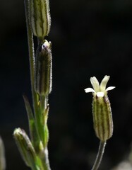 Silene invisa