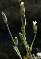Silene invisa