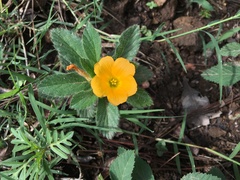 Turnera callosa