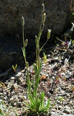 Silene invisa