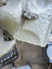 Xanthorhoe fluctuata