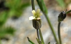 Silene invisa