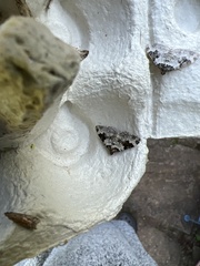 Xanthorhoe fluctuata