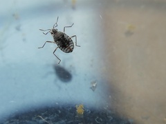 Microvelia pulchella