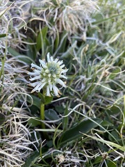 Lagotis integrifolia