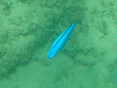 Pomacentrus coelestis