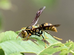 Polistes rothneyi