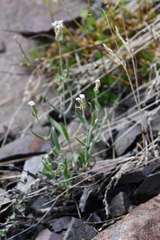Silene samojedorum