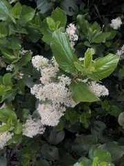 Ceanothus velutinus