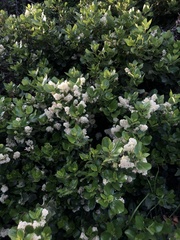 Ceanothus velutinus