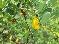 Colutea