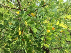 Colutea