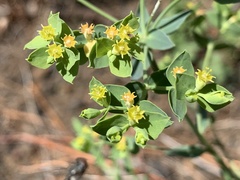 Euphorbia lurida