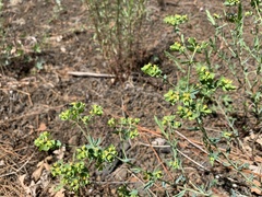 Euphorbia lurida