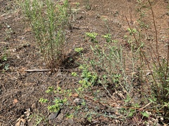 Euphorbia lurida