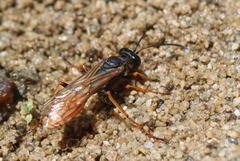 Sphex ashmeadi