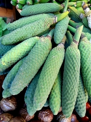 Trichocereus macrogonus