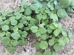 Triumfetta procumbens