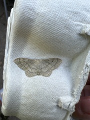 Idaea aversata