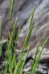 Elymus mutabilis