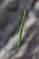 Elymus mutabilis