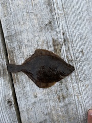 Lepidopsetta bilineata