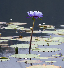Nymphaea gigantea