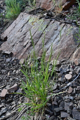 Elymus mutabilis