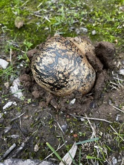 Pisolithus marmoratus