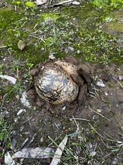Pisolithus marmoratus