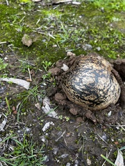 Pisolithus marmoratus