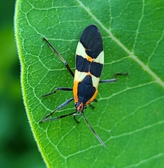 Oncopeltus fasciatus