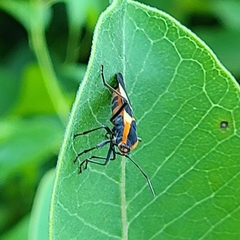 Oncopeltus fasciatus