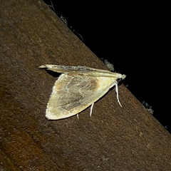 Glaphyria fulminalis