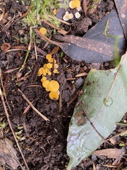 Phaeohelotium baileyanum